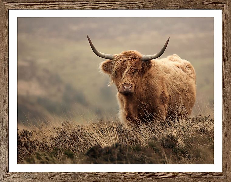 Bönninghoff Bild mit Rahmen, Hochlandrind-Tiere-Landschaft-Natur-Gräser, (1 günstig online kaufen