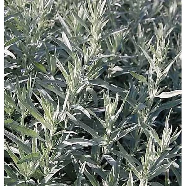 Silber Edelraute Silver Queen - Artemisia,udoviciana günstig online kaufen