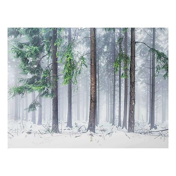 Alu-Dibond Bild Nadelbäume im Winter günstig online kaufen