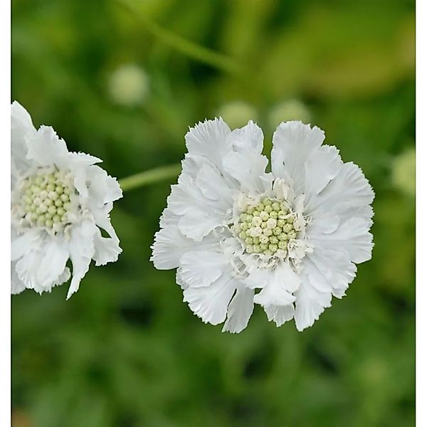 Kaukasus Skabiose Miss Willmott - Scabiosa caucasica günstig online kaufen