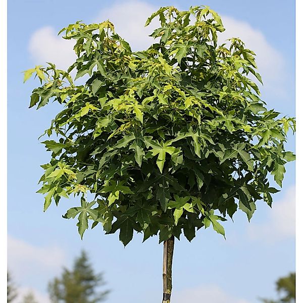 Hochstamm Kugel Amberbaum Gumball 100-125cm - Liquidambar styraciflua günstig online kaufen