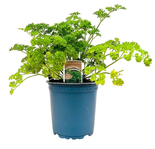 Pflanzen für Dich Staude Petroselinum crispum, 1 St., Petersilie, Gartenpet günstig online kaufen