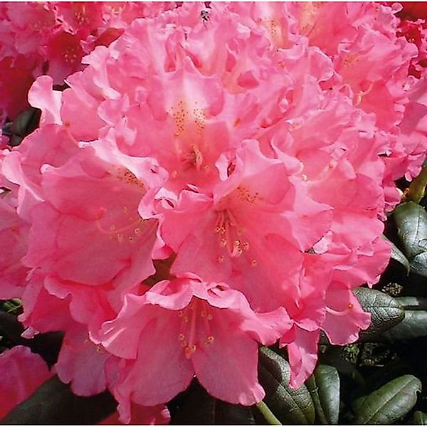 Hochstamm Rhododendron Polaris 60-80cm - Alpenrose günstig online kaufen