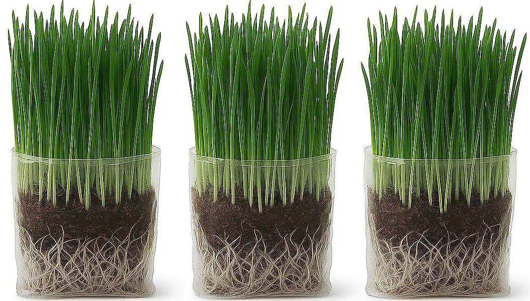 The Cat Ladies Rasensamen 3er Set Katzengras Samen Gras Anzuchtset für Katz günstig online kaufen