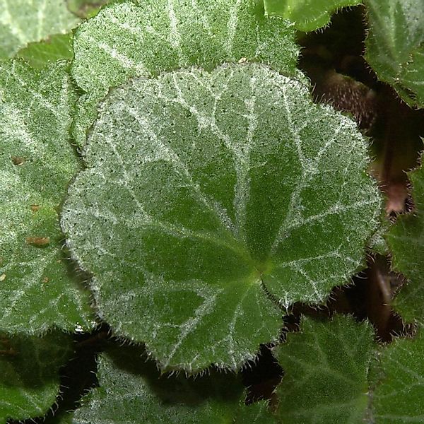 Judenbart - Saxifraga stolonifera günstig online kaufen