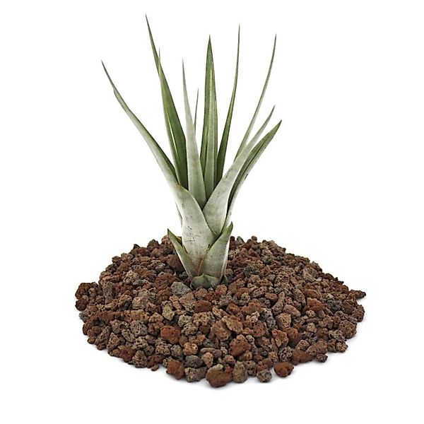 Exotenherz Tillandsia Fasciculata Lose Pflanze Klein günstig online kaufen