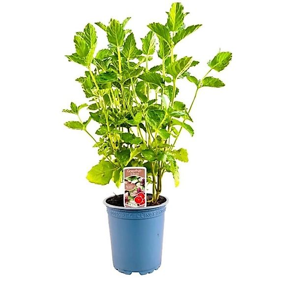 Mentha Spicata Grapefruitminze Grüne Minze Ca. 11x11 cm Topf günstig online kaufen
