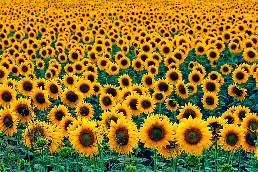 Papermoon Fototapete "Field of Sunflowers" glatt günstig online kaufen