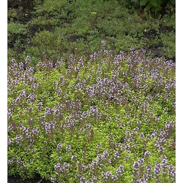 Echter Zitronen Thymian Lammefjord - Thymus citriodorus günstig online kaufen
