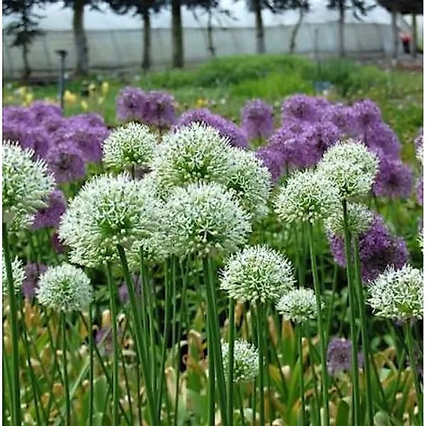 Zierlauch Mont Blanc - Allium stipitatum günstig online kaufen