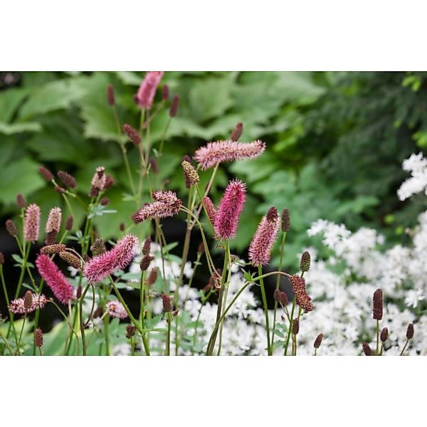 Sanguisorba Menziesii Menzies Blutwurz Ca. 11x11 cm Topf günstig online kaufen