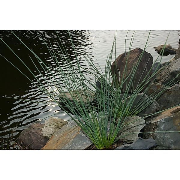 Juncus Inflexus Blaugrüner Binse Ca. 9x9 cm Topf günstig online kaufen