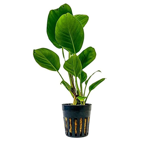 Aquaone Wasserpflanze Aquarium Pflanze Anubias heterophylla Topf Nr.302 günstig online kaufen
