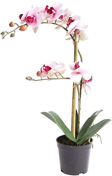Kunstorchidee Orchidee Bora Orchidee, Botanic-Haus, Höhe günstig online kaufen