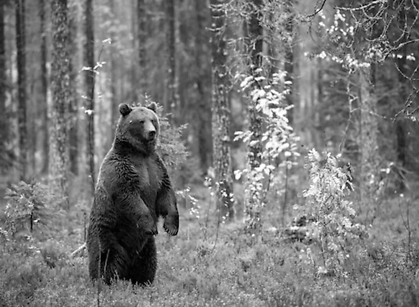 Papermoon Fototapete »Bär im Wald Schwarz & Weiß« günstig online kaufen