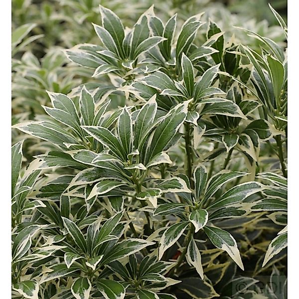 Weißbuntes Schattenglöckchen 15-20cm - Pieris japonica günstig online kaufen