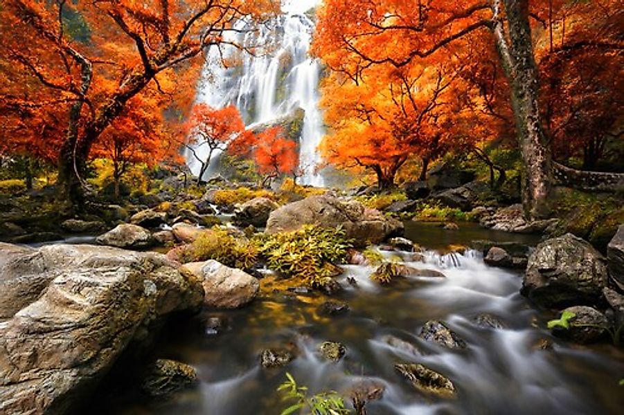 Papermoon Fototapete »Wald mit Fluss« günstig online kaufen