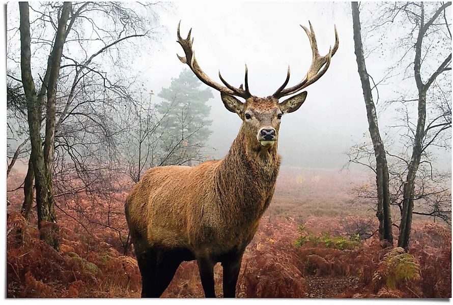 Reinders Poster "Hirsch im Wald", (1 St.) günstig online kaufen