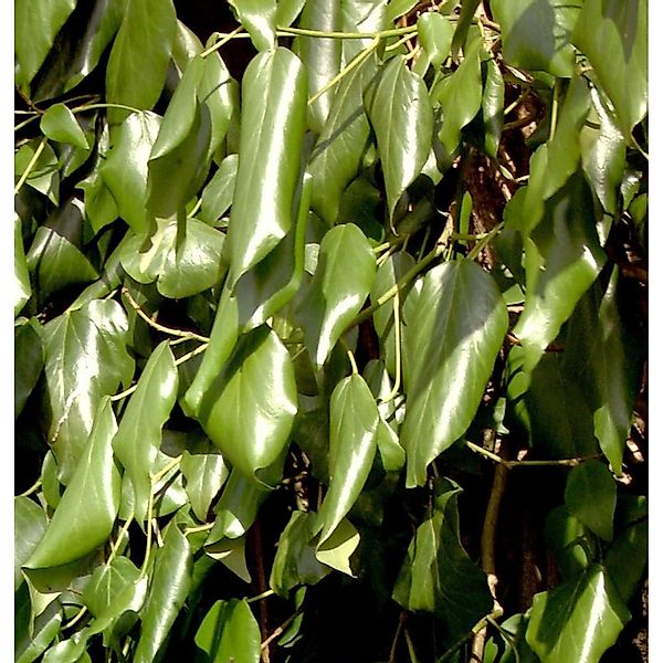 Schwarzmeer-Efeu 60-80cm - Hedera colchica günstig online kaufen