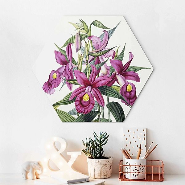 Hexagon-Alu-Dibond Bild Maxim Gauci - Orchidee I günstig online kaufen