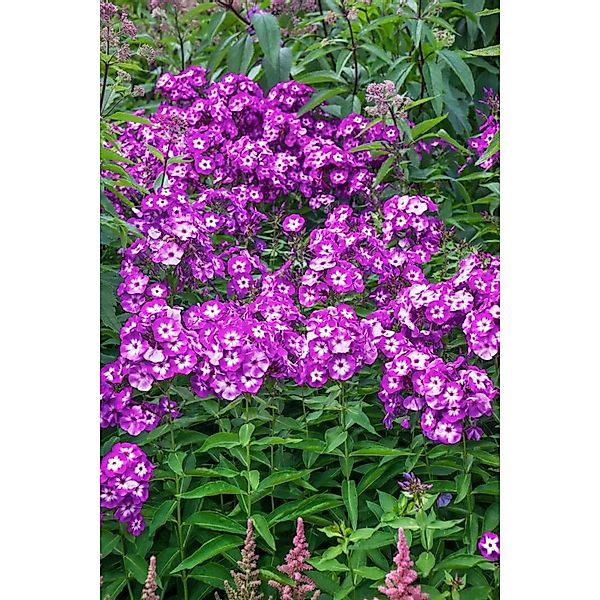 Phlox Paniculata Uspech Hoher Sommerphlox Ca. 11x11 cm Topf günstig online kaufen