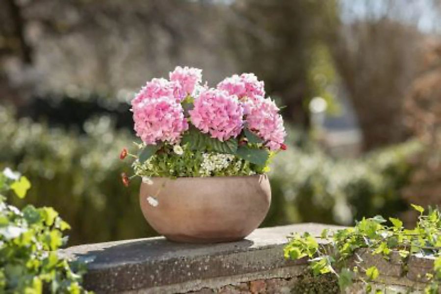 HOME Living Pflanzschale Terracotta Blumentöpfe beige günstig online kaufen