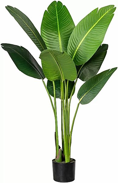 Creativ green Künstliche Zimmerpflanze "Strelitzia" günstig online kaufen