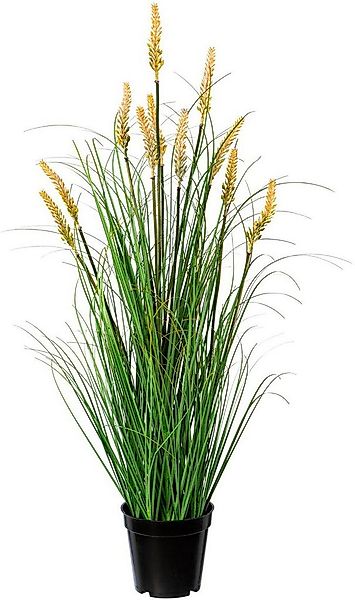 Kunstgras Grasbusch Pennisetum Gras, Creativ green, Höhe 79 cm günstig online kaufen