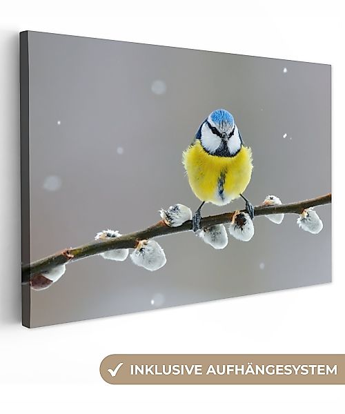 OneMillionCanvasses® Leinwandbild Blaumeise - Vogel - günstig online kaufen