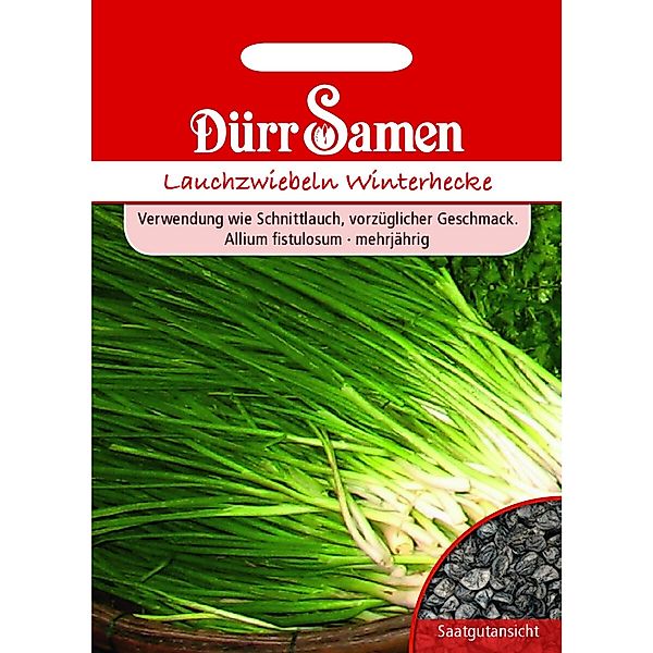 Dürr Samen Lauchzwiebeln Winterhecke Saatgut günstig online kaufen