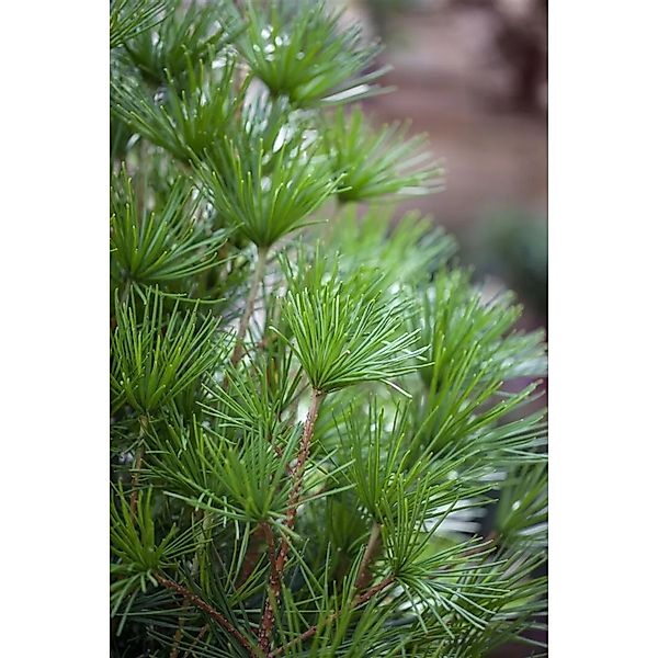 Sciadopitys Verticillata Japanische Schirmtanne 40–50 cm günstig online kaufen