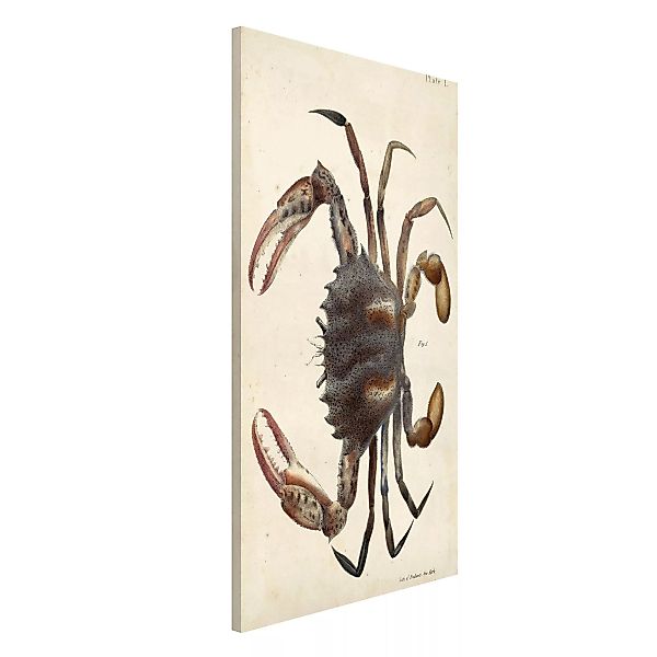 Magnettafel Tiere - Hochformat 3:4 Vintage Illustration Krabbe günstig online kaufen