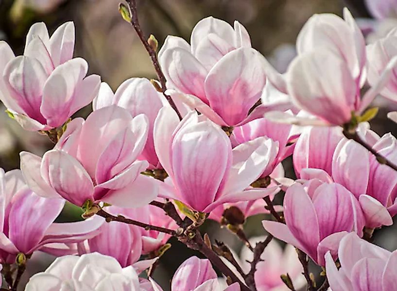 Papermoon Fototapete »Magnolia Flowers« glatt günstig online kaufen