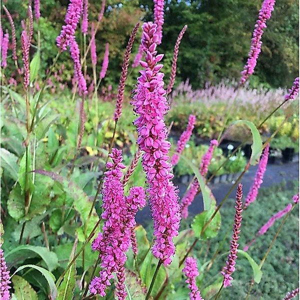 Kerzenknöterich Roseum - Persicaria amplexicaulis günstig online kaufen