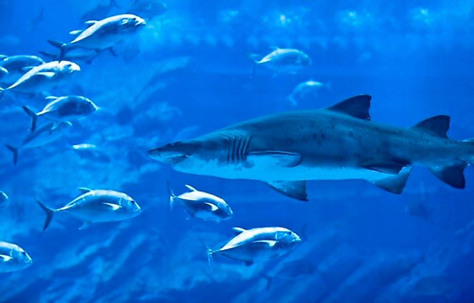 Papermoon Fototapete »Hai mit Fischen« günstig online kaufen