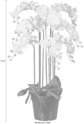 Kunstpflanze Orchidee, Creativ green, Höhe 110 günstig online kaufen