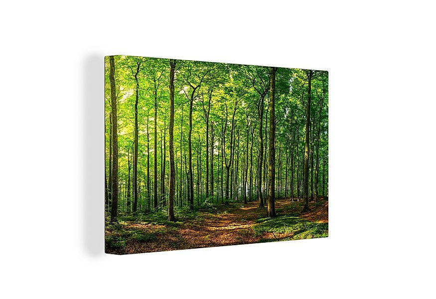 OneMillionCanvasses® Leinwandbild Wald - Baum - Pflanzen, Fotodruck (1 St), günstig online kaufen