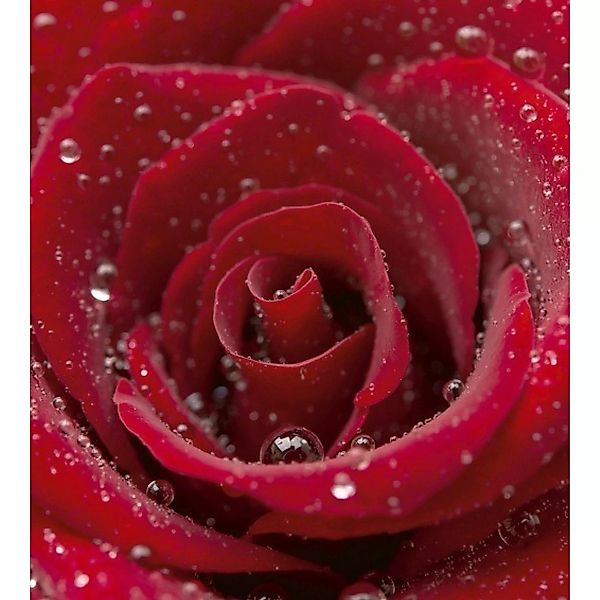 Fototapete RED ROSE  | MS-3-0138 | Rot | Digitaldruck auf Vliesträger günstig online kaufen