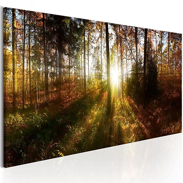 Wandbild - Beautiful Forest günstig online kaufen