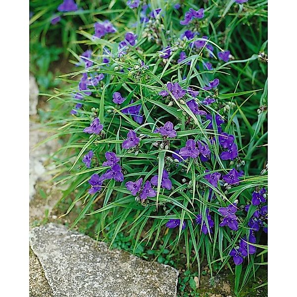 Tradescantia X Andersoniana Leonora Dreimasterblume Ca. 9x9 cm Topf günstig online kaufen