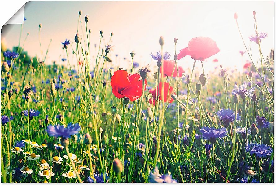 Artland Wandbild "Mohnblume im Feld", Blumen, (1 St.), als Leinwandbild, Po günstig online kaufen