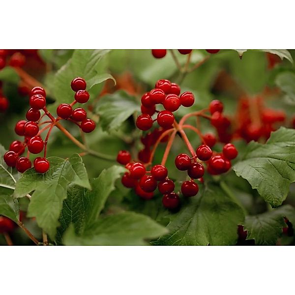 Viburnum Opulus Compactum Gewöhnlicher Schneeball 80–100 cm günstig online kaufen