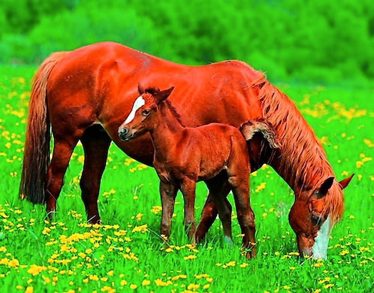 Papermoon Fototapete »Horses« günstig online kaufen
