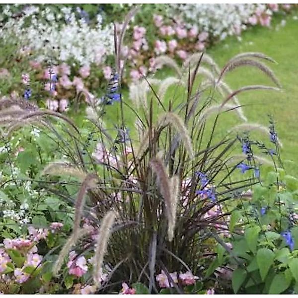 Rotes Lampenputzergras  - großer Topf - Pennisetum rubrum günstig online kaufen