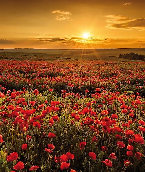 Bönninghoff Leinwandbild, Blumen-Blumenbilder-Blumenwiese-Landschaft-Landsc günstig online kaufen
