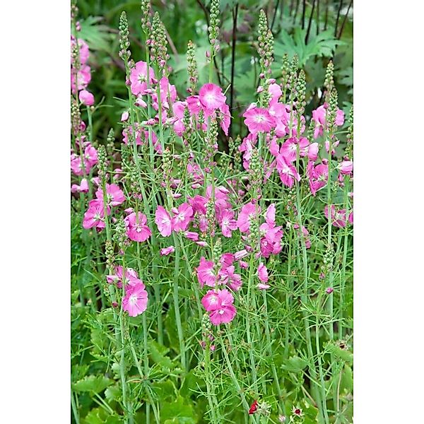 Sidalcea Malviflora Partygirl Rosenmalve Ca. 9x9 cm Topf günstig online kaufen