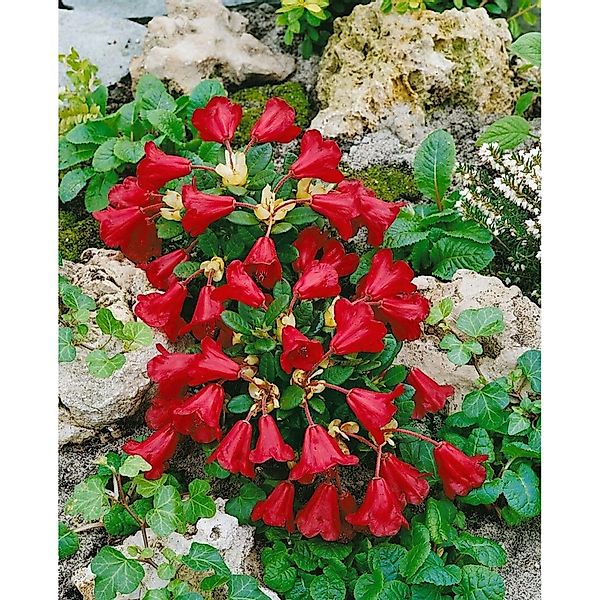 Rhododendron Repens Carmen Leuchtend Rot 30–40 cm günstig online kaufen