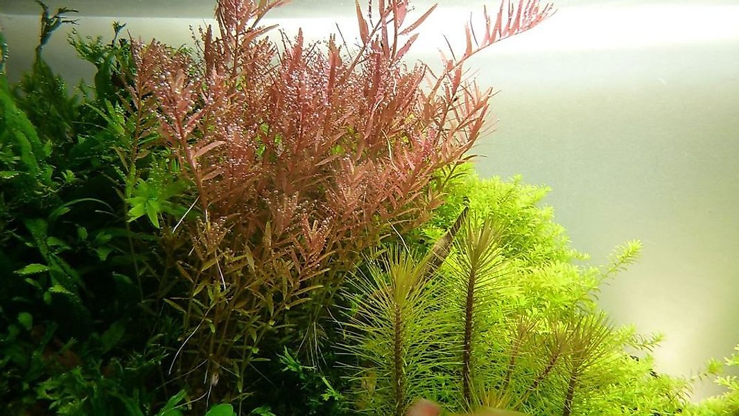 Aquaone Wasserpflanze Aquarium Pflanze Rotala rotundifolia Nr.033 günstig online kaufen