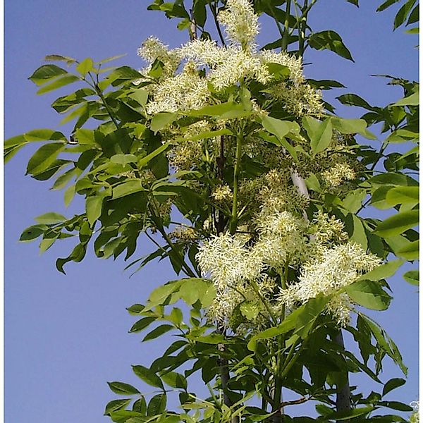 Hochstamm Blumenesche Mecsek 80-100cm - Fraxinus ornus günstig online kaufen