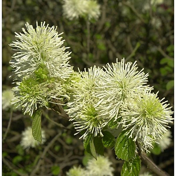 Großer Federbuschstrauch 25-30cm - Fothergilla major günstig online kaufen